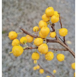 Celastrus orbiculatus 'Diana'  - fruit in autumn