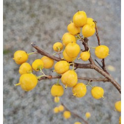 Celastrus orbiculatus 'Diana'  - fruit in autumn