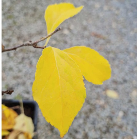 Celastrus orbiculatus 'Hercules'