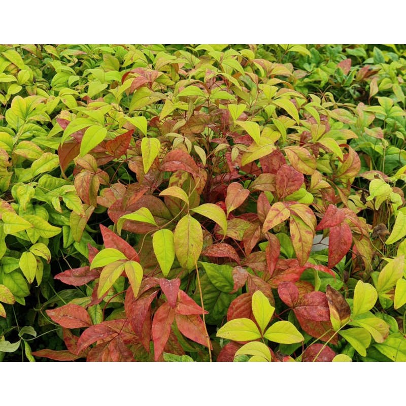 Nandina domestica 'Firepower' - purple tinted winter leaves