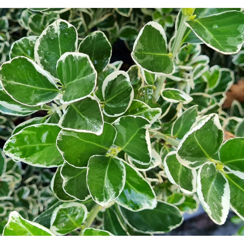 Euonymus japonicus 'Kathy' - variegated leaves