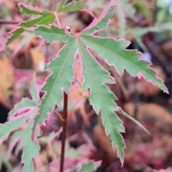 Acer palmatum 'Taylor' - leaves in early autumn