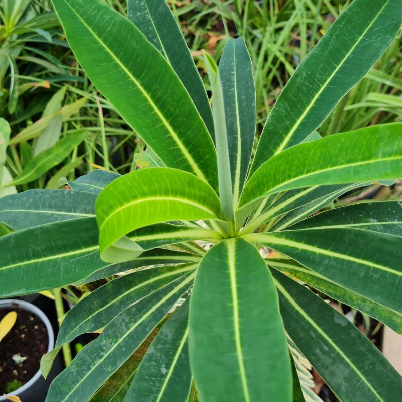 Euphorbia 'John Phillips' - leaves in late summer