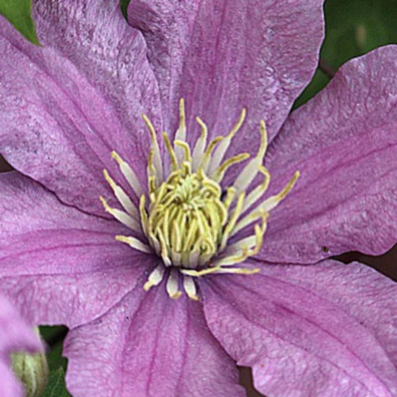 Clematis 'Comtesse de Bouchard'  - summer flowers