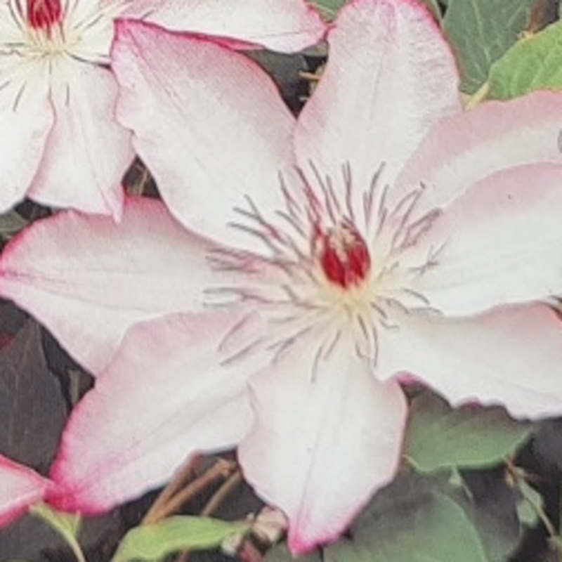 Clematis 'Omoshiro' - summer flowers