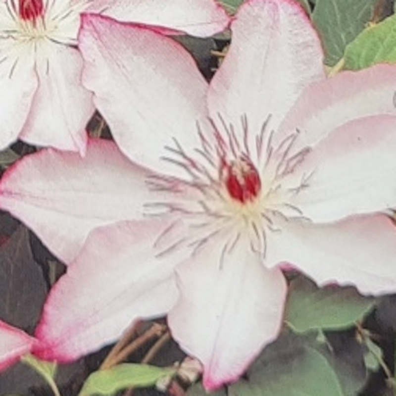 Clematis 'Omoshiro' - summer flowers Clematis 'Omoshiro' - summer flowers