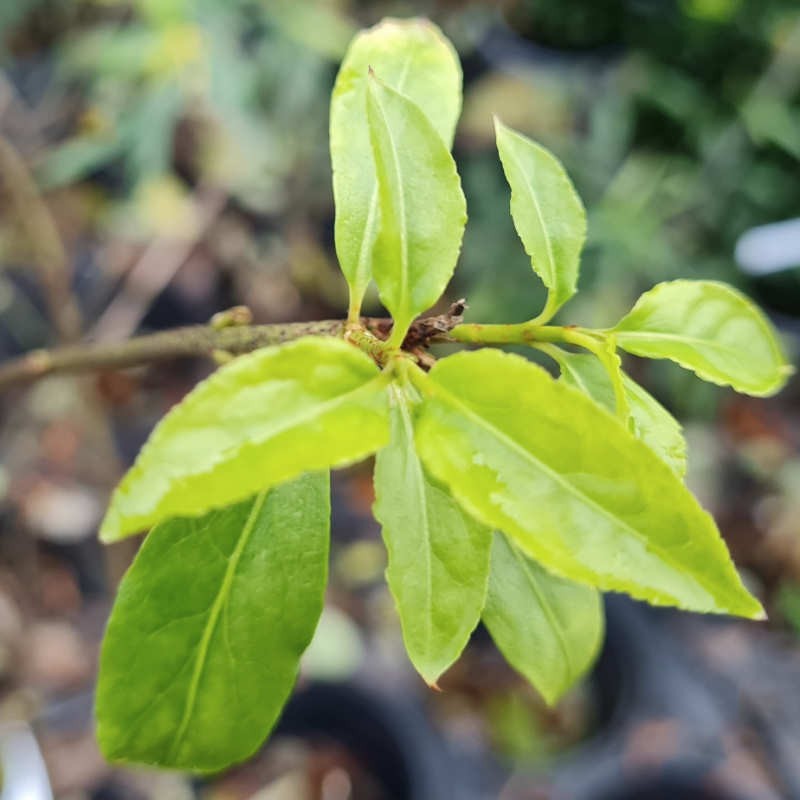 Euonymus verrucosus - leaves in late summer