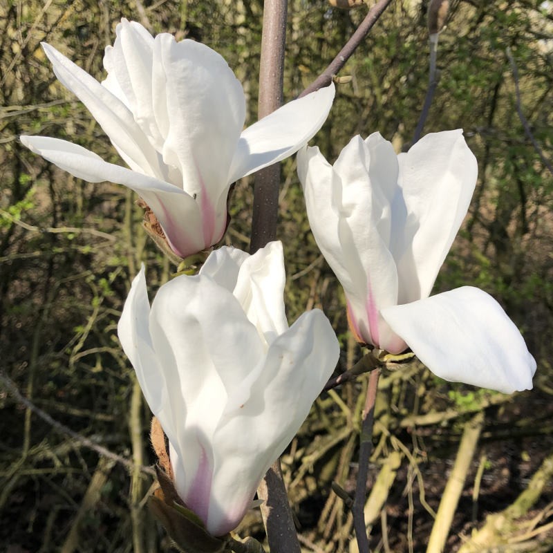 Magnolia 'Pegasus' - flowers in April