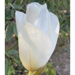 Magnolia 'Leda' - flower opening in Spring