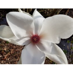 Magnolia 'Leda' - large white spring flowers