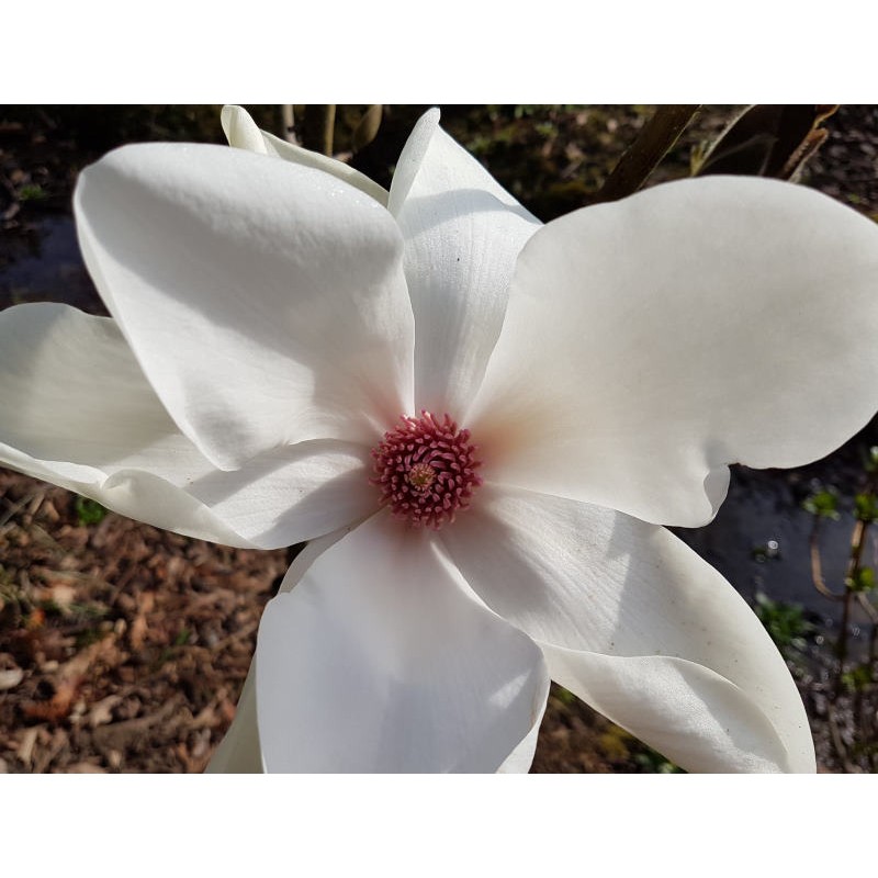 Magnolia 'Leda' - large white spring flowers