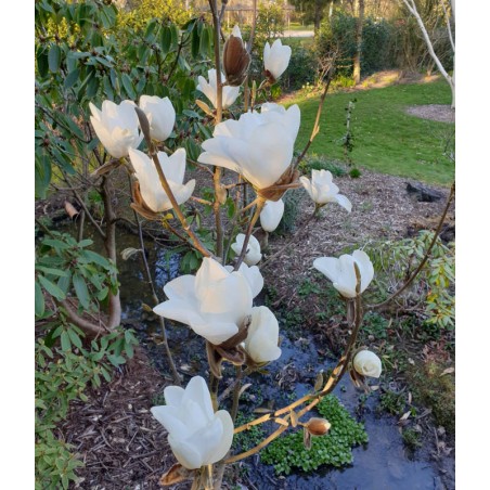 Magnolia 'Leda' - young tree Magnolia 'Leda' - young tree