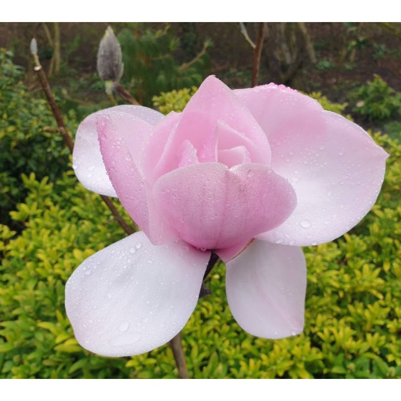 Magnolia 'Susanna Van Veen'  - spring flowers