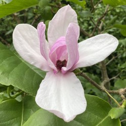 Magnolia 'Advance' - spring flowers