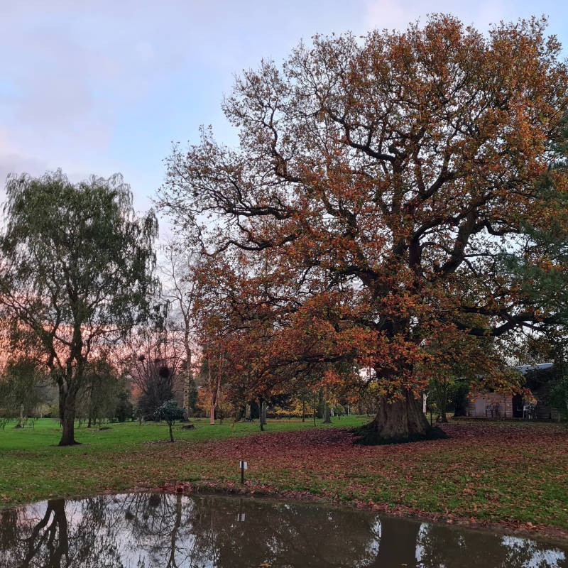 Quercus robur - mature oak tree