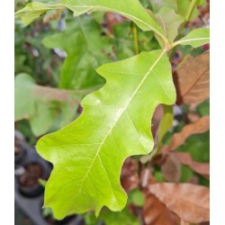 Quercus falcata var. pagodifolia