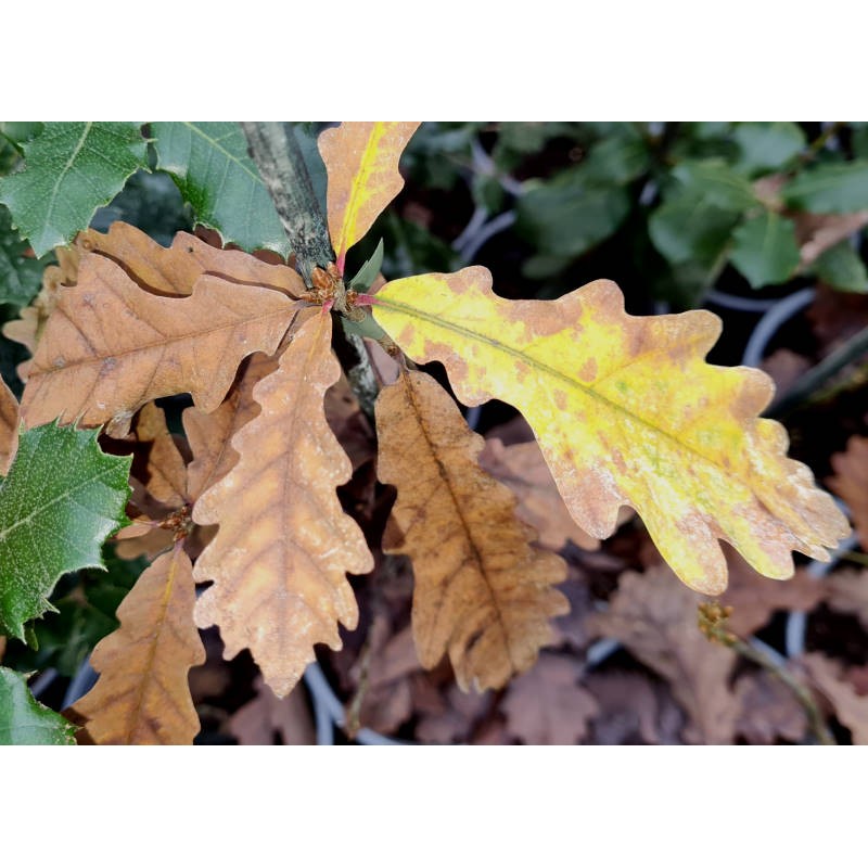 Quercus petraea - leaves on a young plant falling in autumn