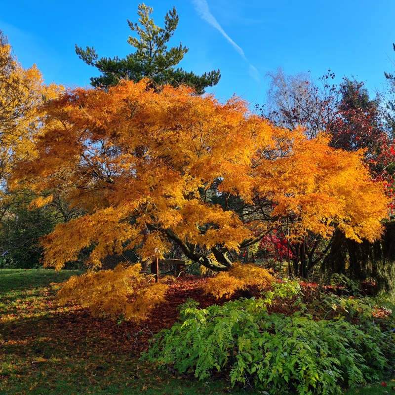 Acer palmatum 'Seiryu' - golden-yellow autumn colour Acer palmatum 'Seiryu' - golden-yellow autumn colour