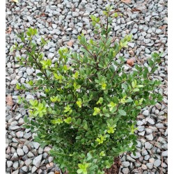 Ilex crenata 'Dark Green' - dark green, box-like leaves