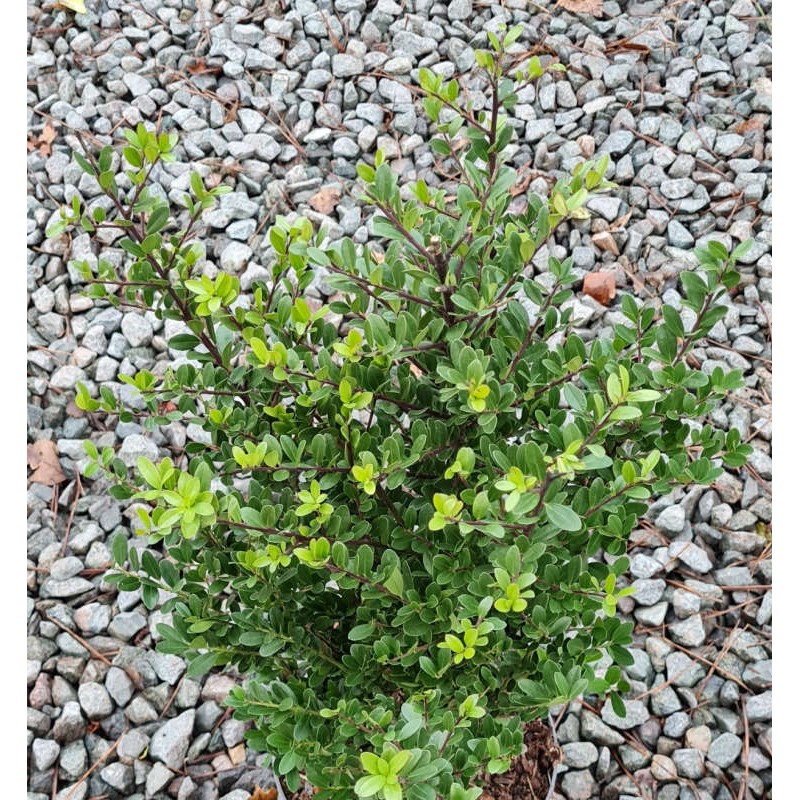 Ilex crenata 'Dark Green' - dark green, box-like leaves