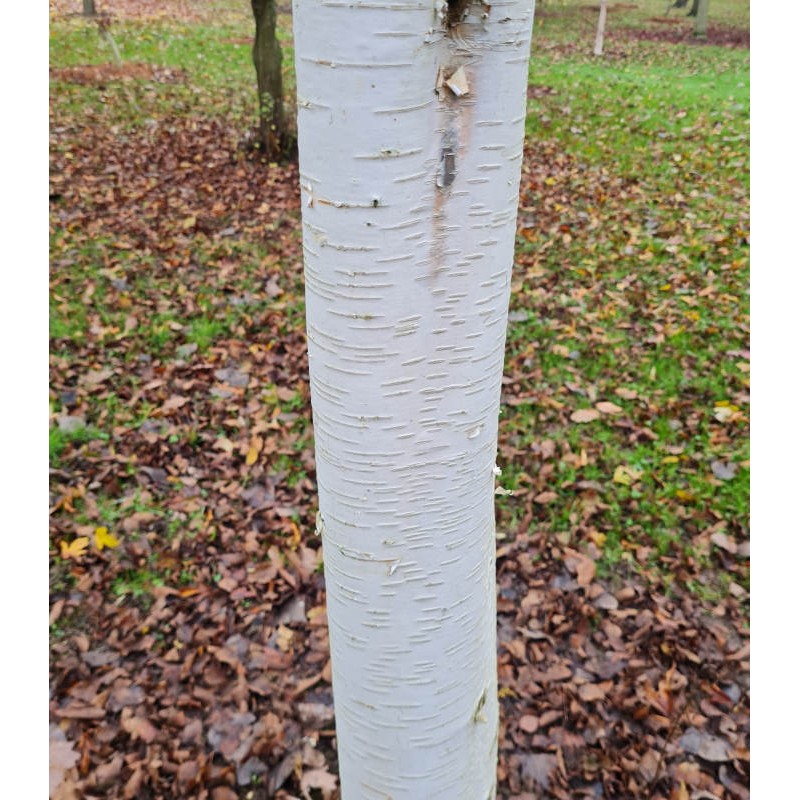Betula utilis 'Trinity College' - pure white bark
