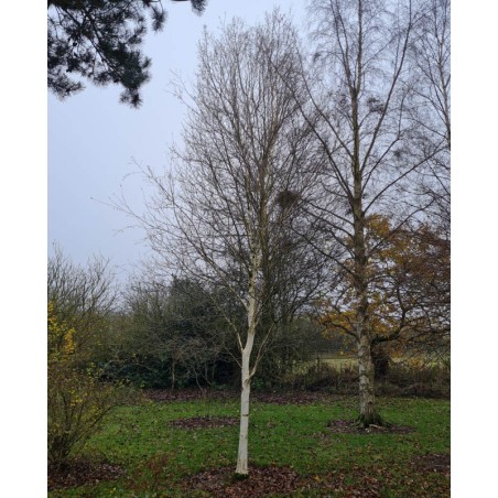 Betula utilis 'Trinity College' - slender established tree Betula utilis 'Trinity College' - slender established tree