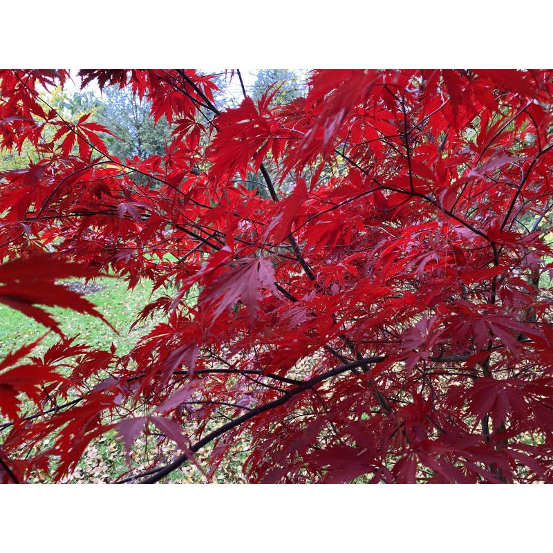 Acer palmatum 'Black Lace' - autumn colour