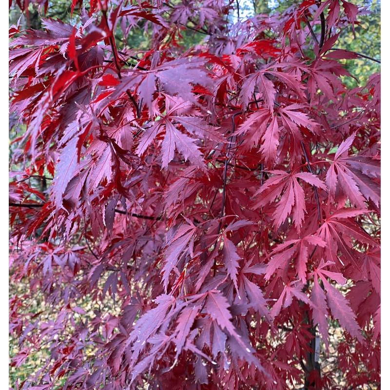 Acer palmatum 'Black Lace' - summer leaves