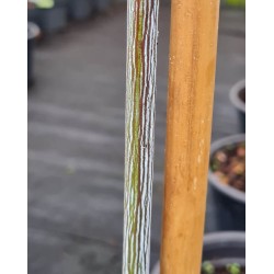 Acer davidii 'Viper' - snake-like bark on a young plant