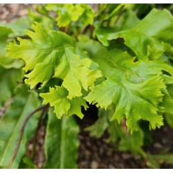 Asplenium scolopendrium 'Cristata' close up of fronds