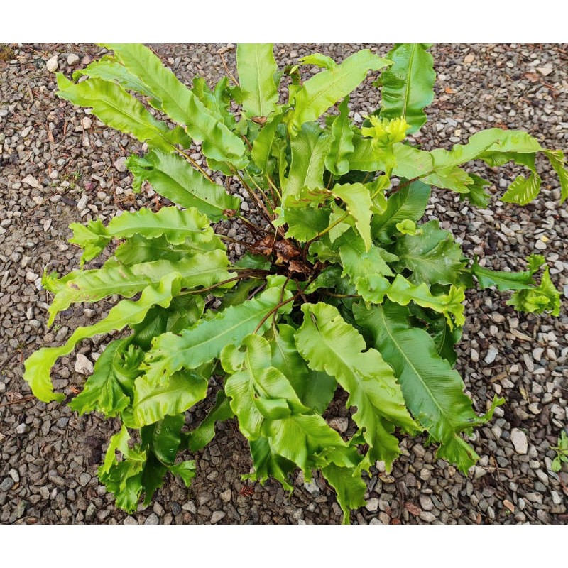Asplenium scolopendrium 'Cristata' - unusual fronds Asplenium scolopendrium 'Cristata' - unusual fronds