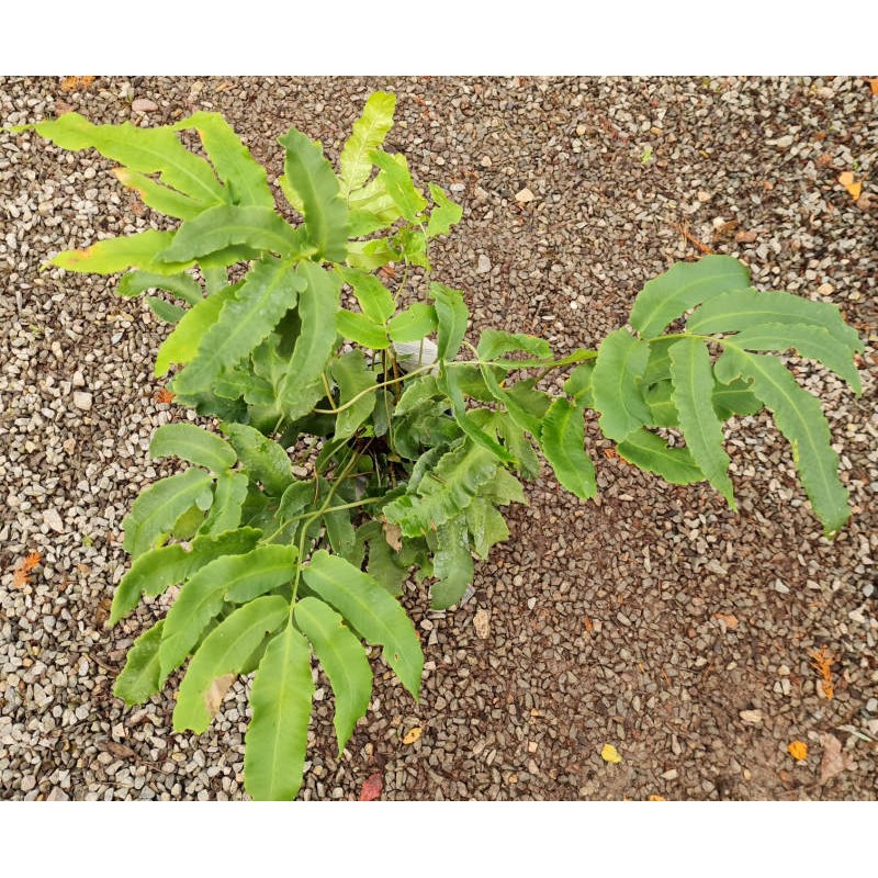 Dryopteris sieboldii - fronds in autumn