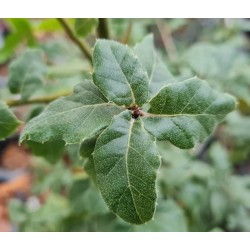 Quercus hintoniorum - dark green leaves