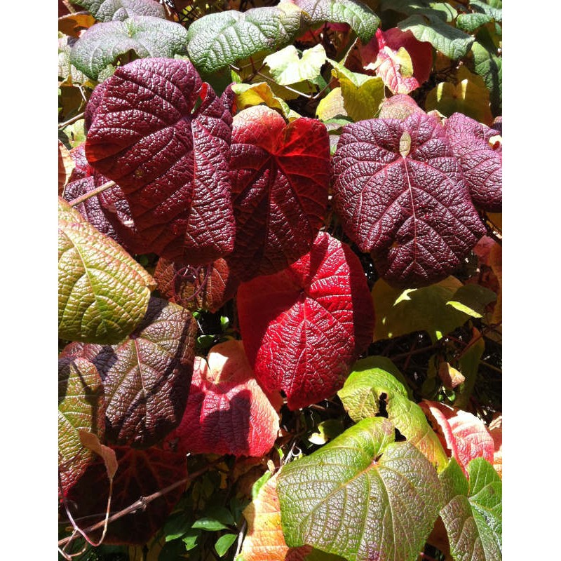 Vitis coignetiae - autumn colour