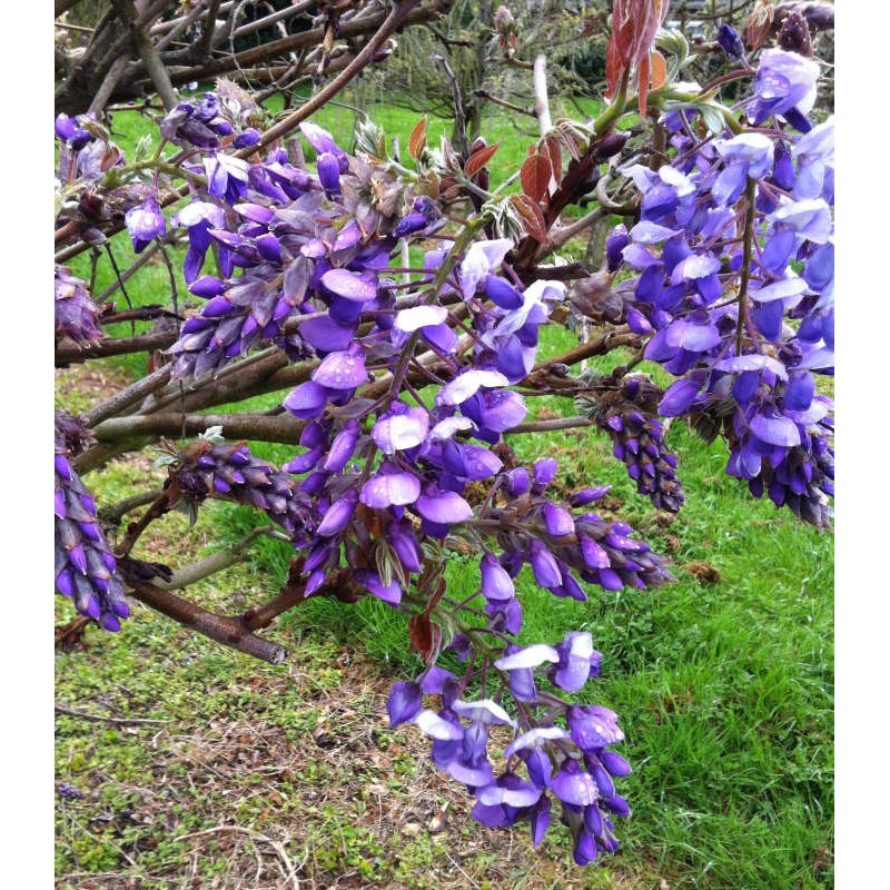 Wisteria brachybotrys 'Okayama' - flowers in late spring