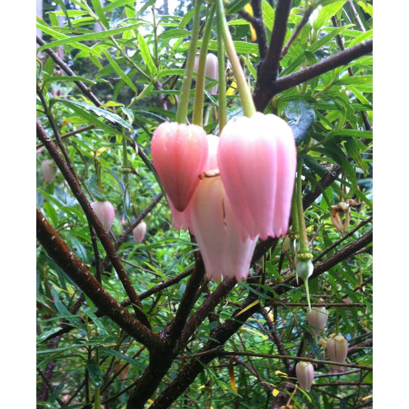 Crinodendron hookerianum 'Ada Hoffman' - pale pink flowers