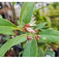 Sarcococca orientalis - flowers in December