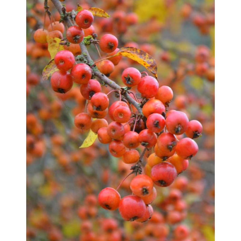 Malus x 'Evereste' - masses of fruit in winter