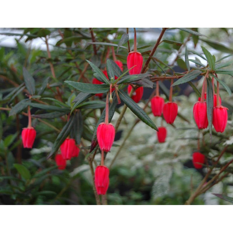 Crinodendron hookerianum - beautiful red lantern-like flowers
