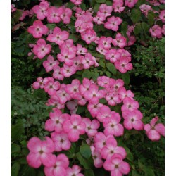Cornus kousa 'Miss Satomi' - flower bracts in early summer