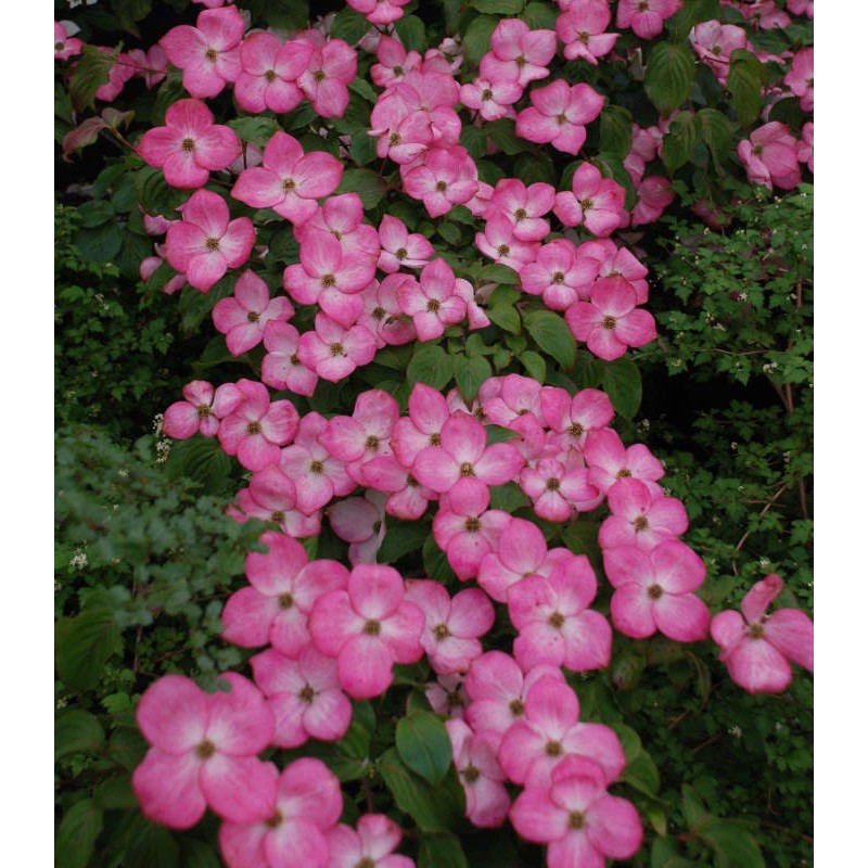 Cornus kousa 'Miss Satomi' - flower bracts in early summer
