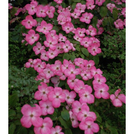 Cornus kousa 'Miss Satomi' - flower bracts in early summer Cornus kousa 'Miss Satomi' - flower bracts in early summer