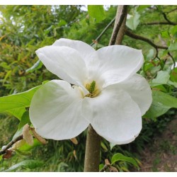 Magnolia pseudokobus 'Kubushi-modoki' - summer flowers