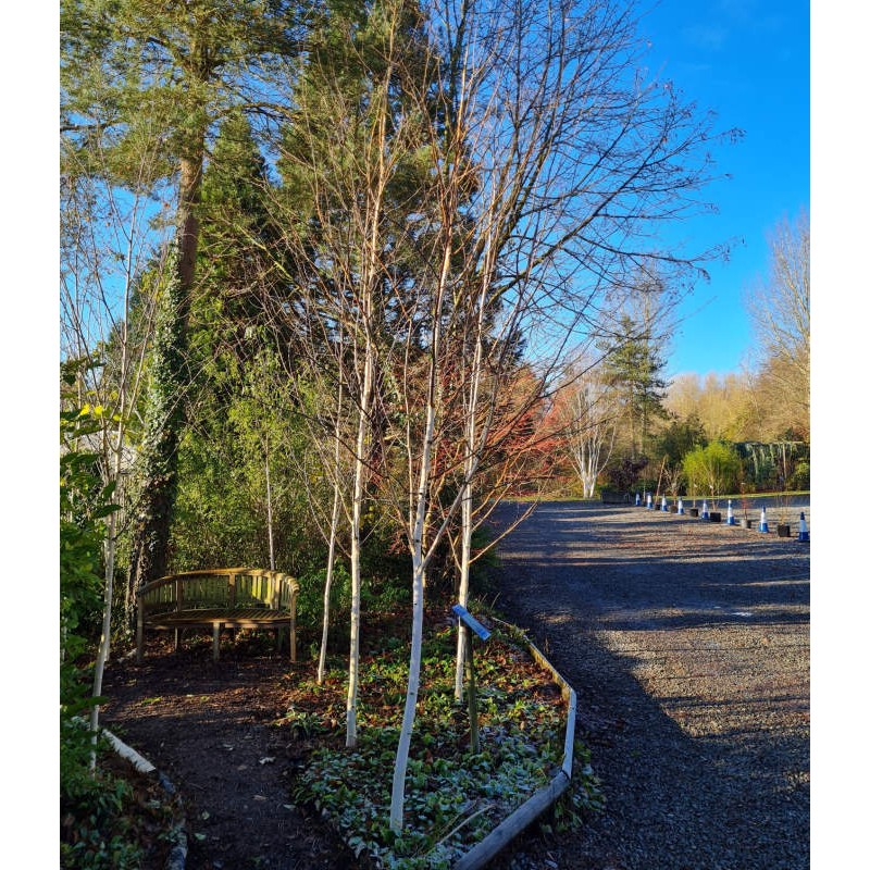 Betula utilis 'Doorenbos' - several young trees planted close together in a glade