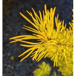 Pinus sylvestris 'Aurea' - golden-green  needles in winter (close up)