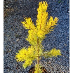 Pinus sylvestris 'Aurea' - golden-green  needles in winter