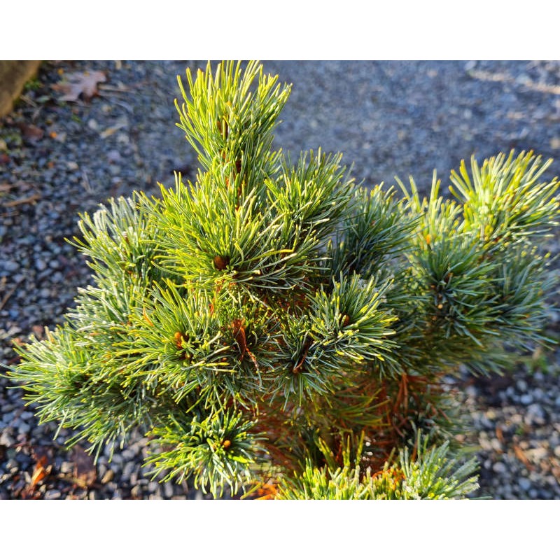 Pinus strobus 'Olivers Dwarf' - slow growing, shrubby habit Pinus strobus 'Olivers Dwarf' - slow growing, shrubby habit