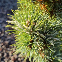 Pinus strobus 'Olivers Dwarf' needles in December