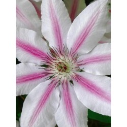 Clematis 'Nelly Moser' - summer flowers