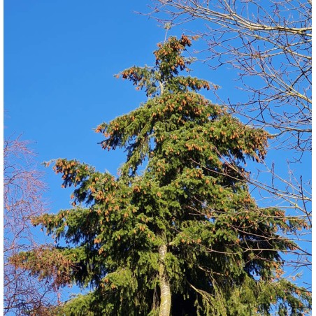 Pseudotsuga menziesii - conical shape once established Pseudotsuga menziesii - conical shape once established
